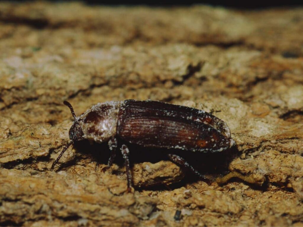 tenebrio molitor