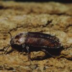 tenebrio molitor