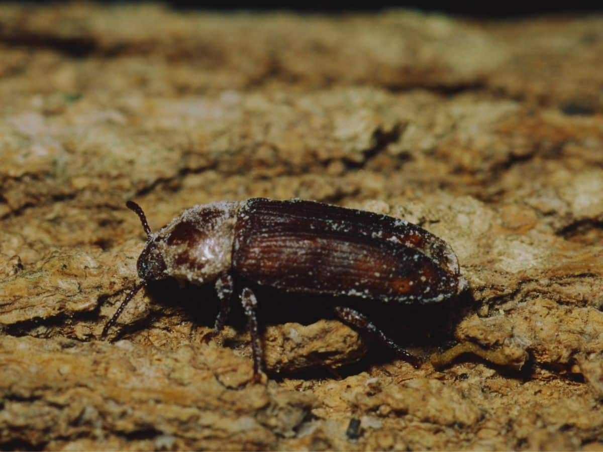 tenebrio molitor