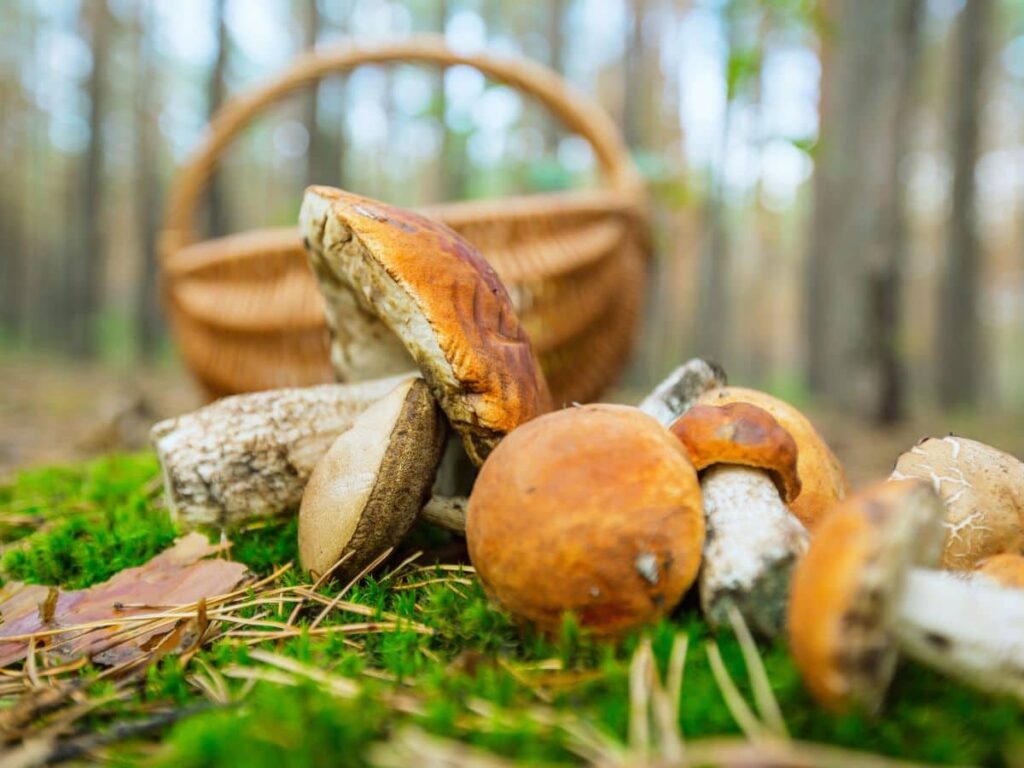 funghi cestino bosco