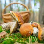 funghi cestino bosco