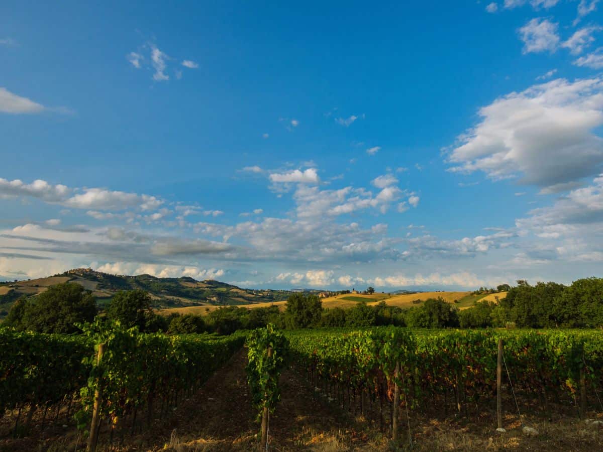 ascoli piceno campagna