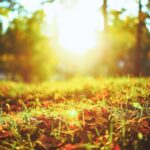 autunno prato sole