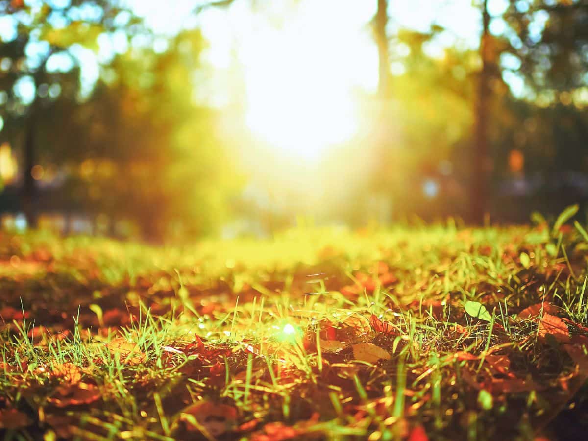 autunno prato sole