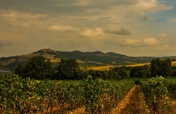 campagna ascolana