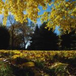 meteo autunno bosco