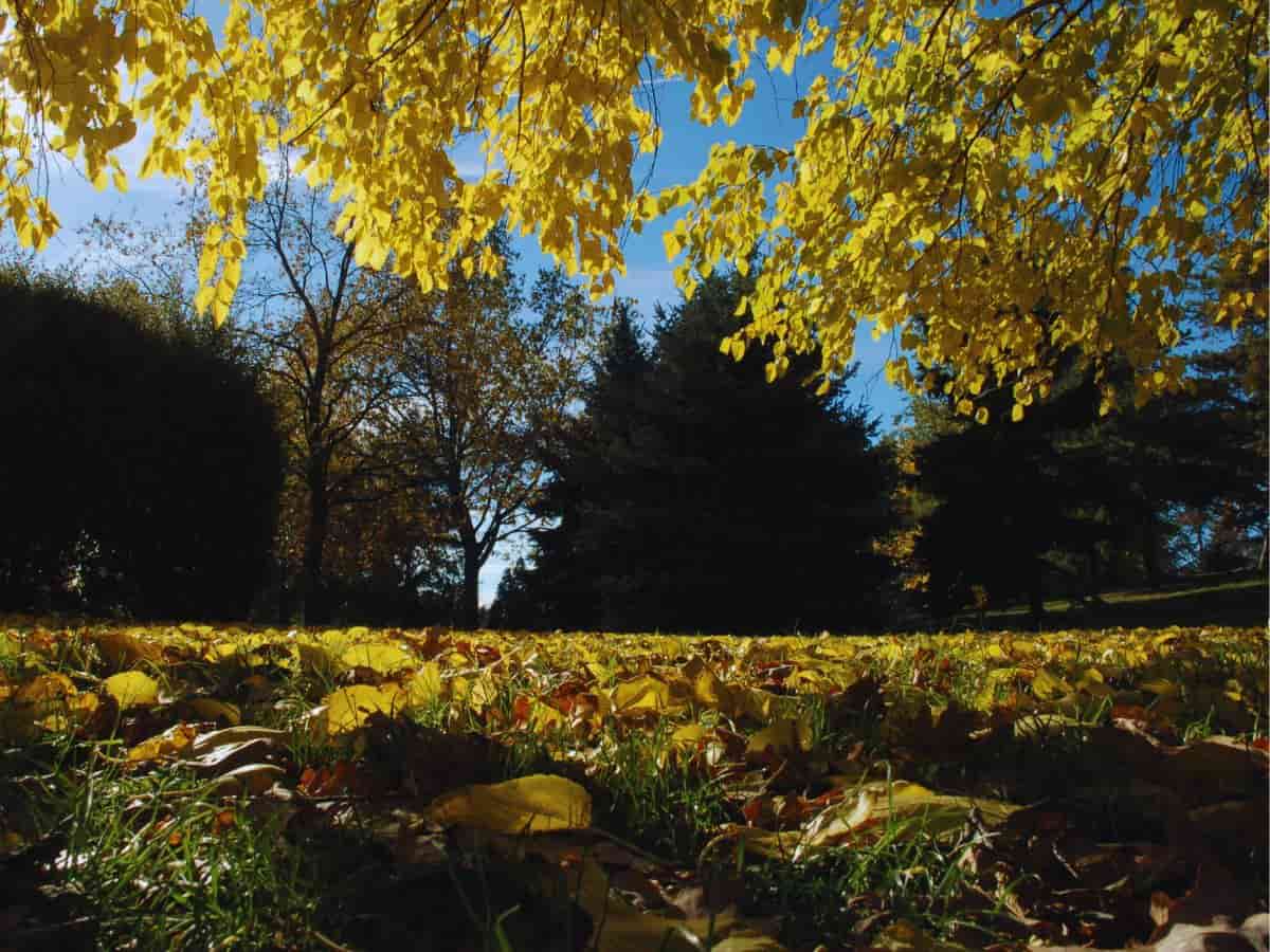 meteo autunno bosco