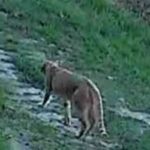 Il felino avvistato nel Piceno