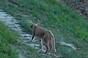 Il felino avvistato nel Piceno