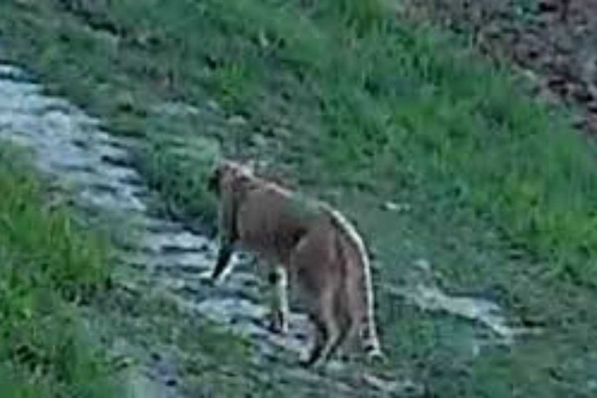 Il felino avvistato nel Piceno