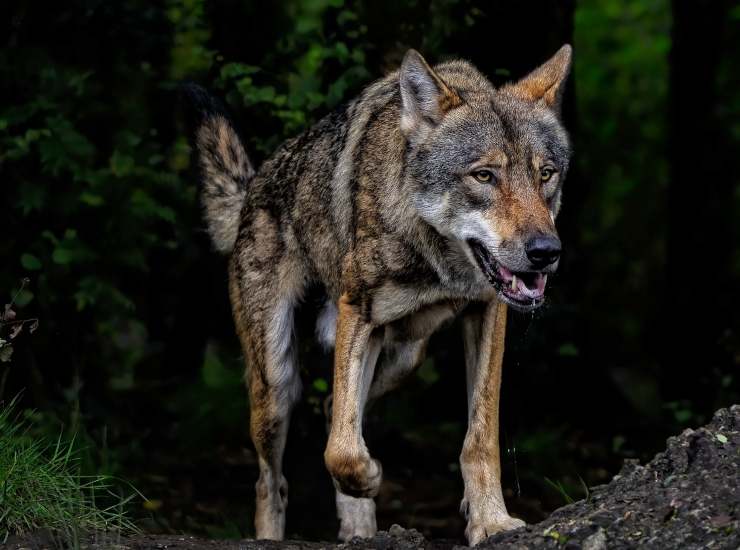 Un lupo in azione