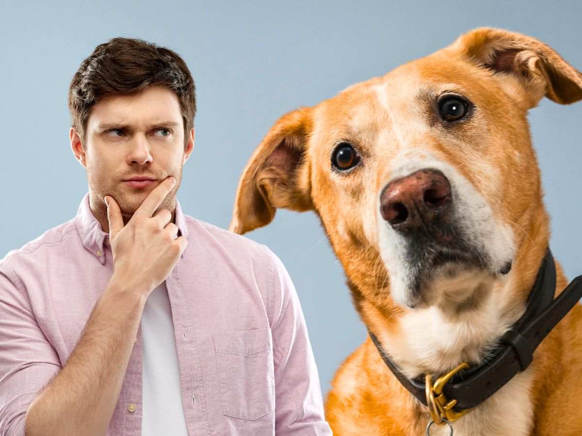 sfondo cane con testa inclinata e uomo che pensa