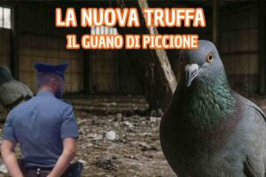il guano di piccione